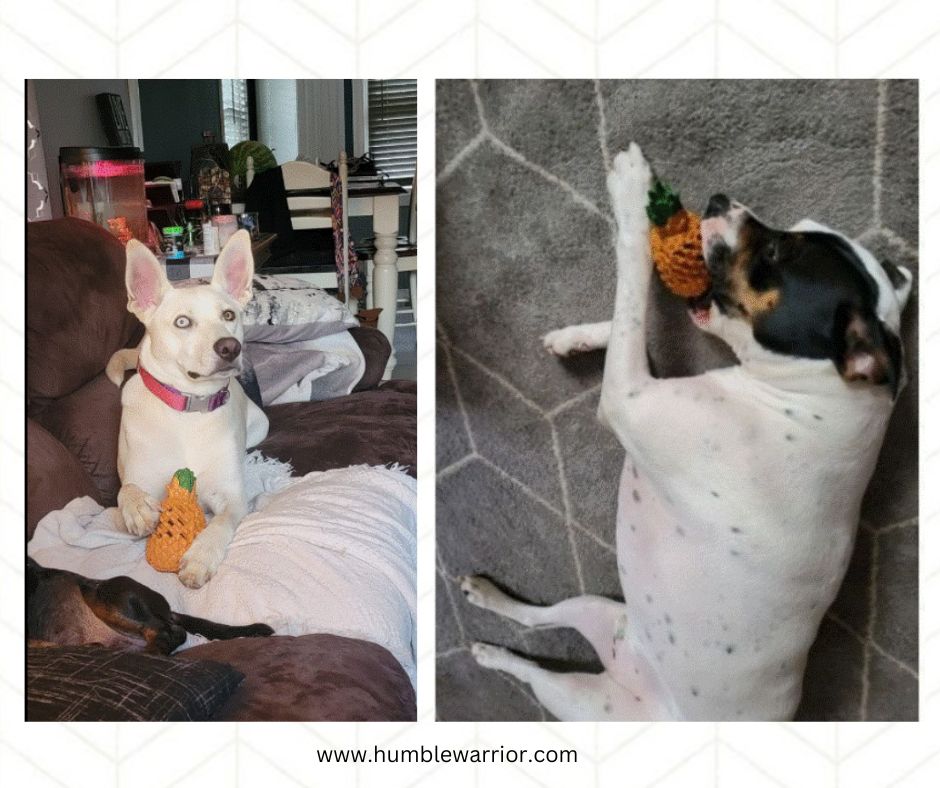 Pineapple Dog Chew Toy! Home of The Humble Warrior