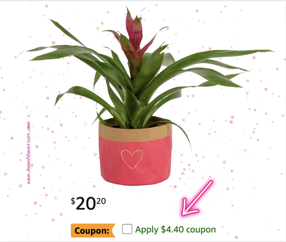 costa-farms-bromeliad-home-of-the-humble-warrior